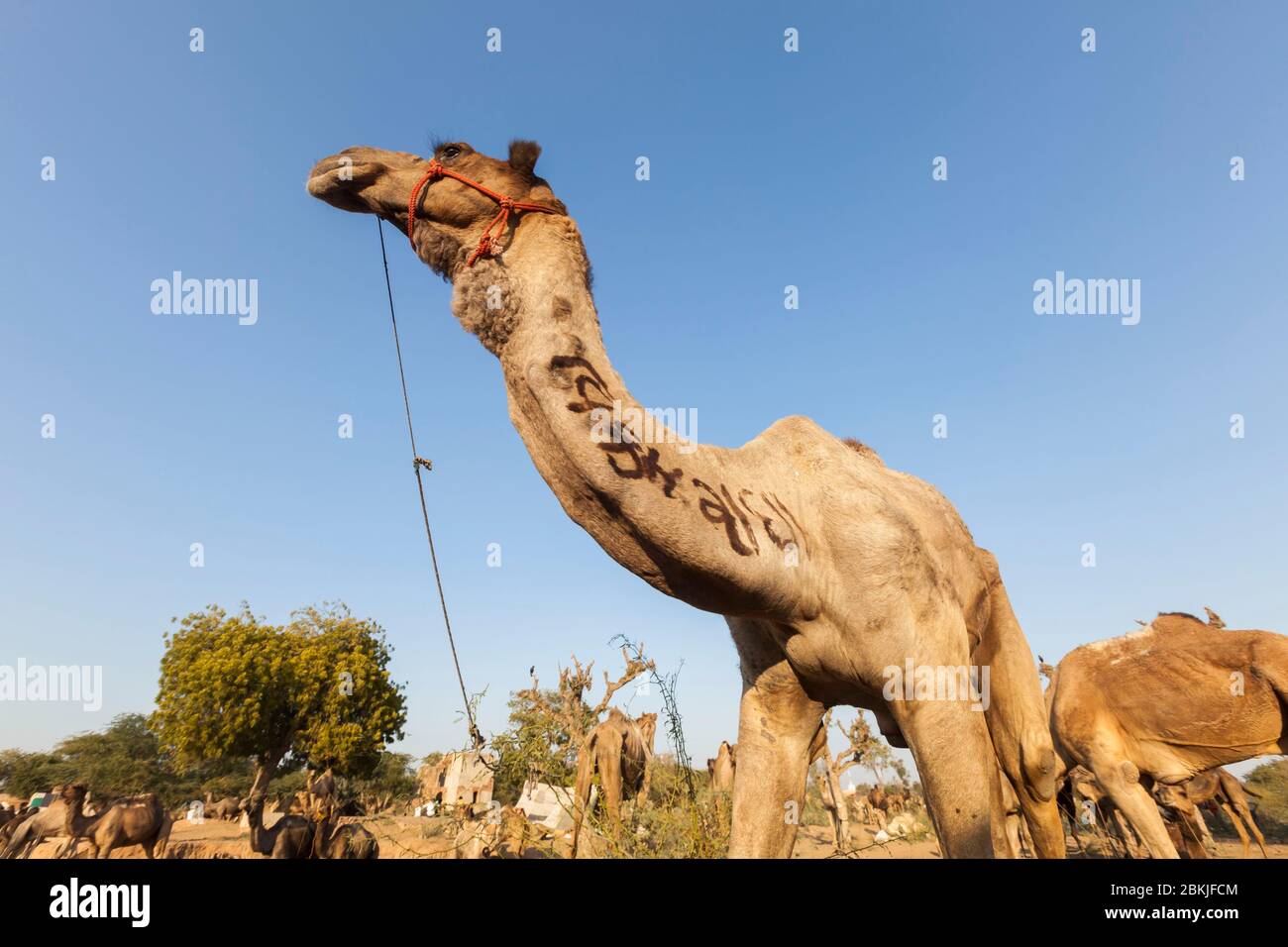 India, Rajasthan, Nagaur, fiera del bestiame, cammello nel campo Foto Stock