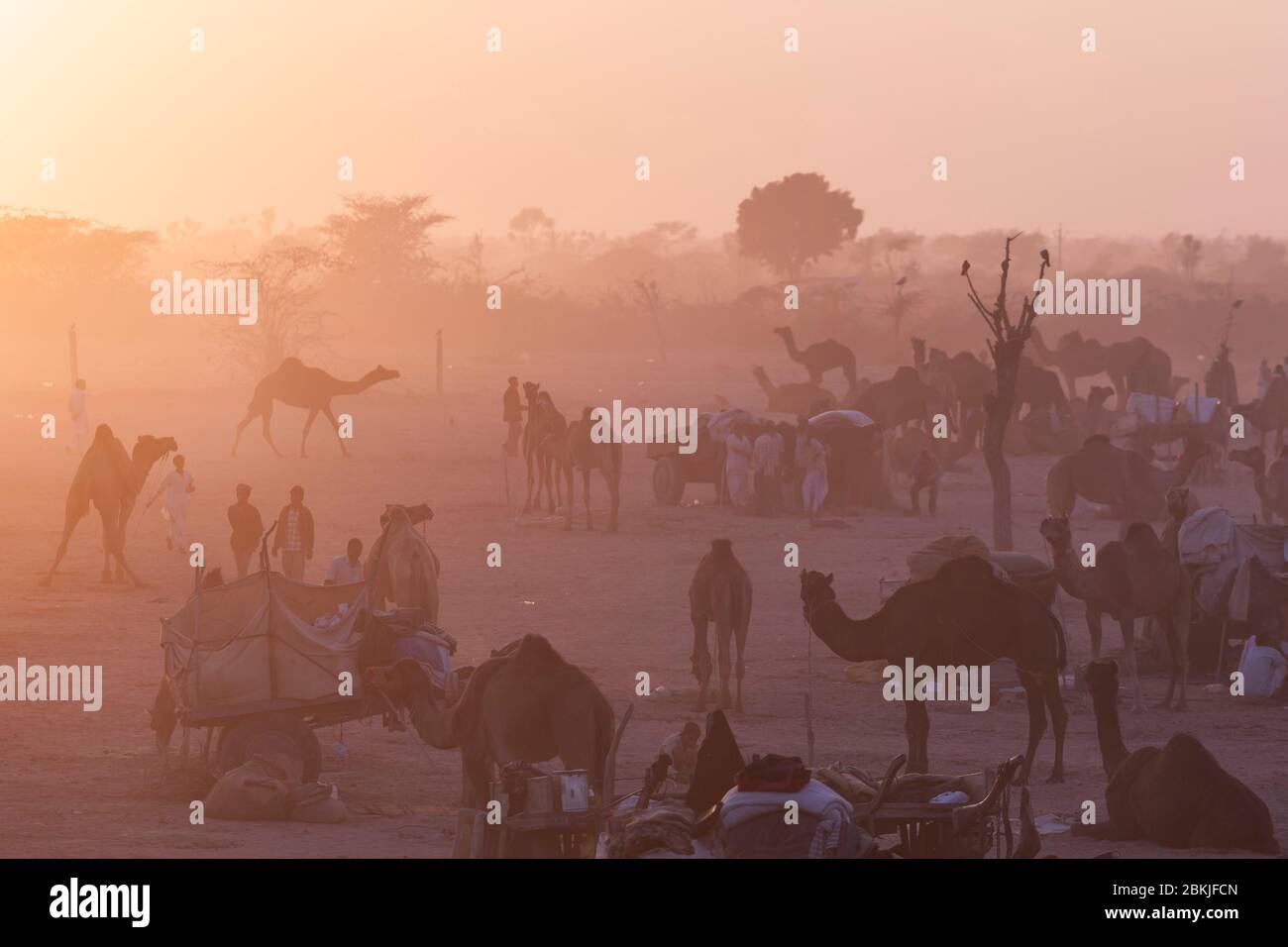 India, Rajasthan, Nagaur, fiera del bestiame, tramonto sul campo Foto Stock