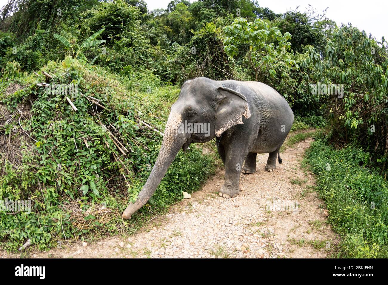 Thailandia, provincia di Phuket, Phang Nga Elephant Park Foto Stock