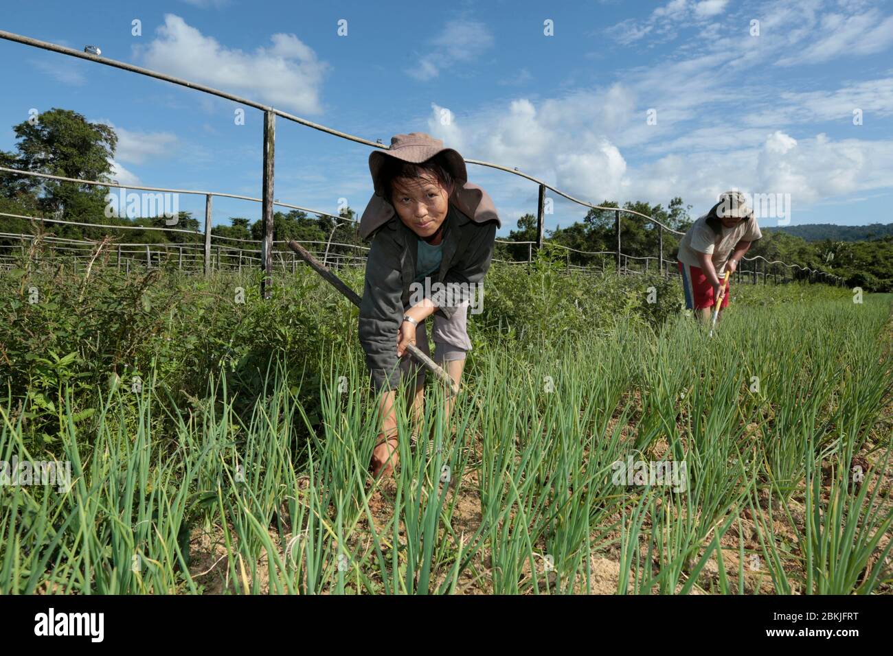 Francia, Guiana, vicino a cacao, Hmong culture nella foresta amazzonica Foto Stock