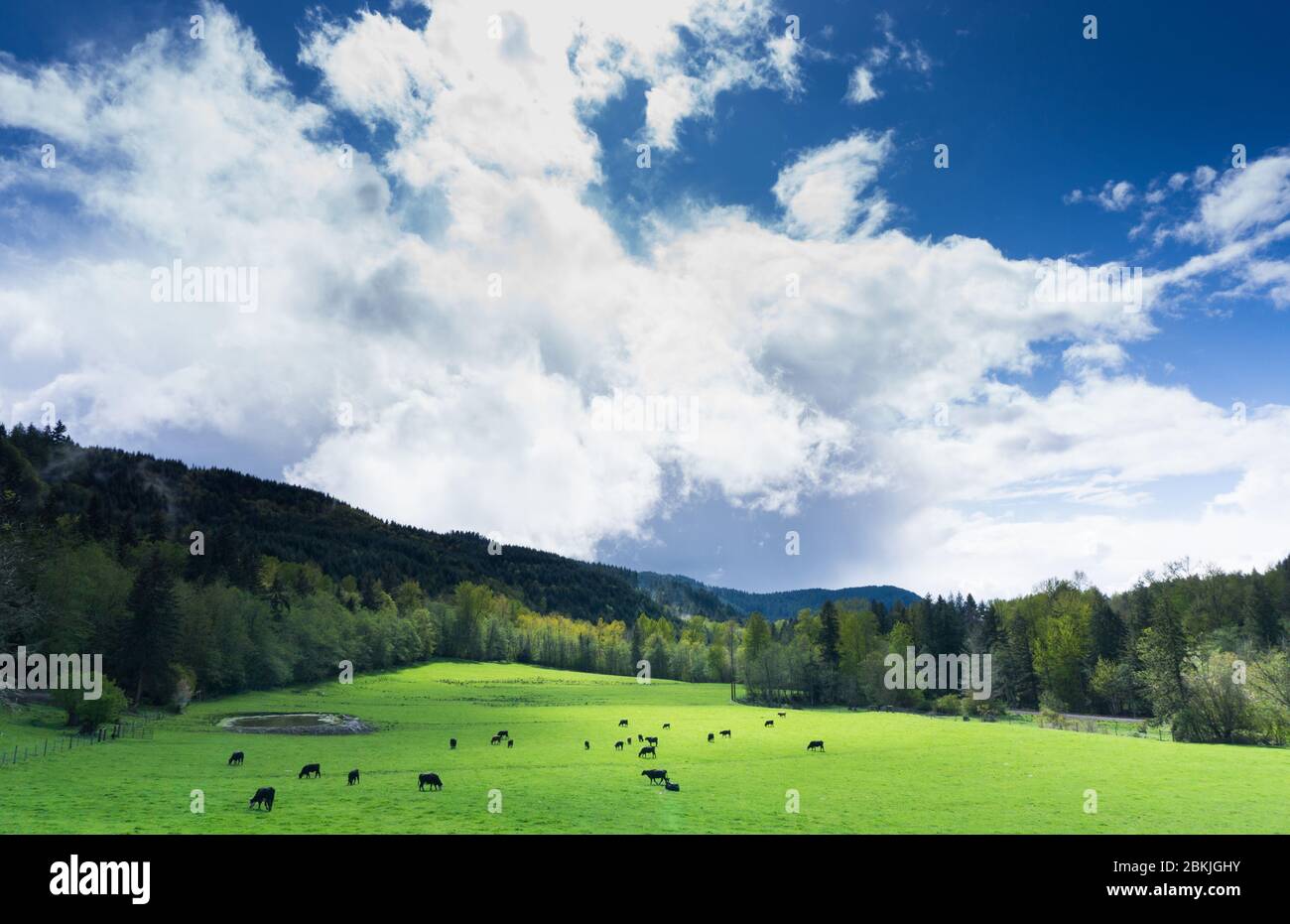 Le mucche nere si pascolano pacificamente in un campo verde e luminoso, sotto un cielo drammatico Foto Stock