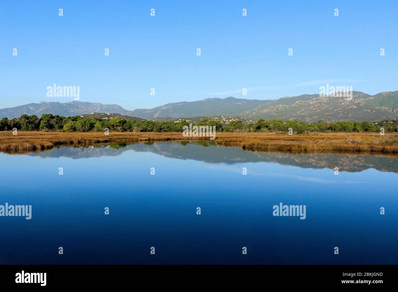 Francia, Corse du Sud, Golfo di Porto Vecchio, Lecci, stagno Foto Stock