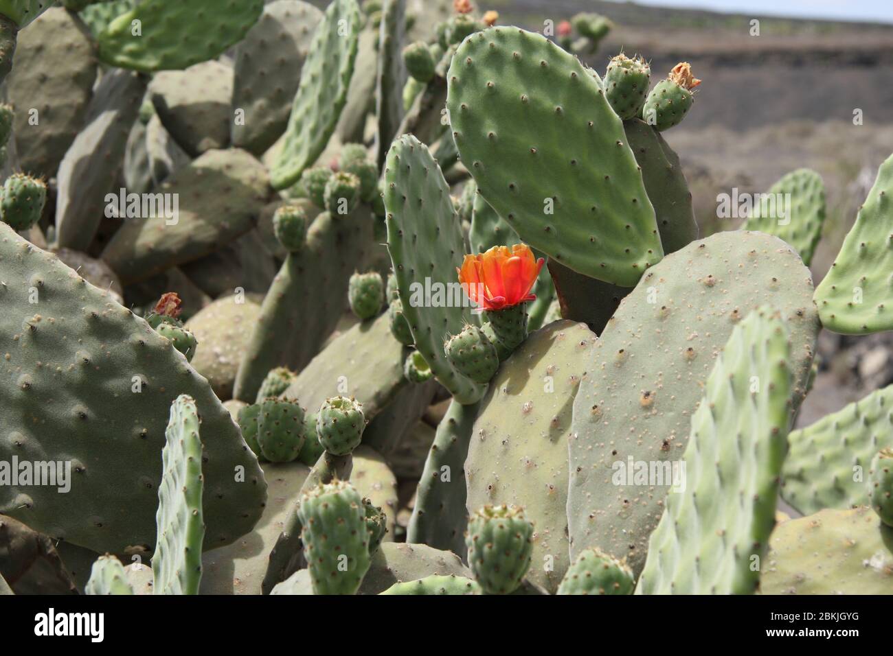 Fiore arancione tra cactus verdi. Foto Stock
