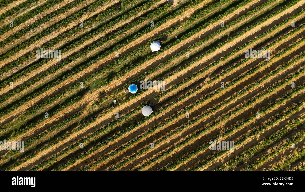 Francia, Vaucluse, parco naturale regionale del Luberon, Menerebs, raccolta a mano (vista aerea) Foto Stock