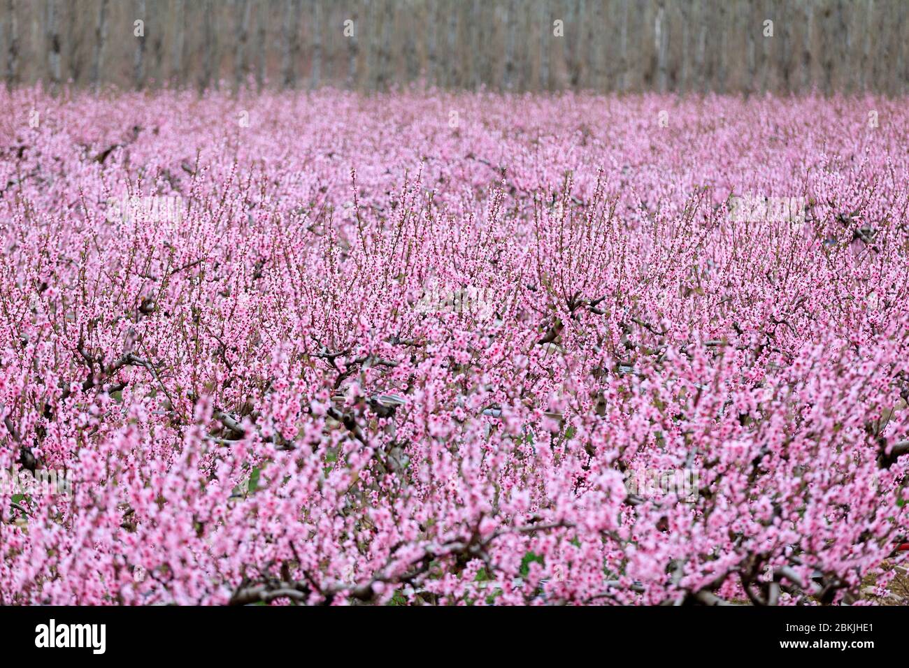 Francia, Drome, Montelimar, fiori di pesca Foto Stock