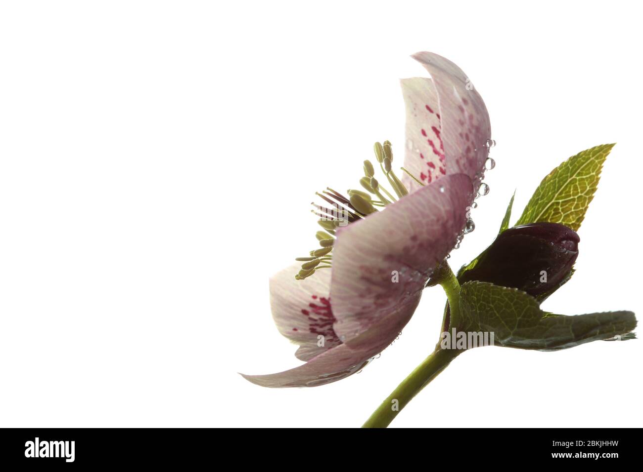 Single Open Hellebore - Christmas Rose - fiore su sfondo bianco puro Foto Stock