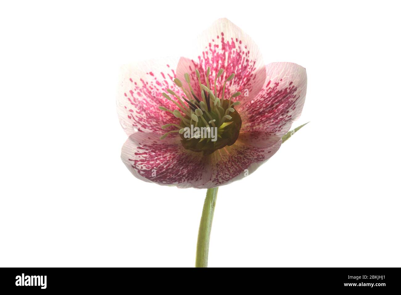 Single Open Hellebore - Christmas Rose - fiore su sfondo bianco puro Foto Stock