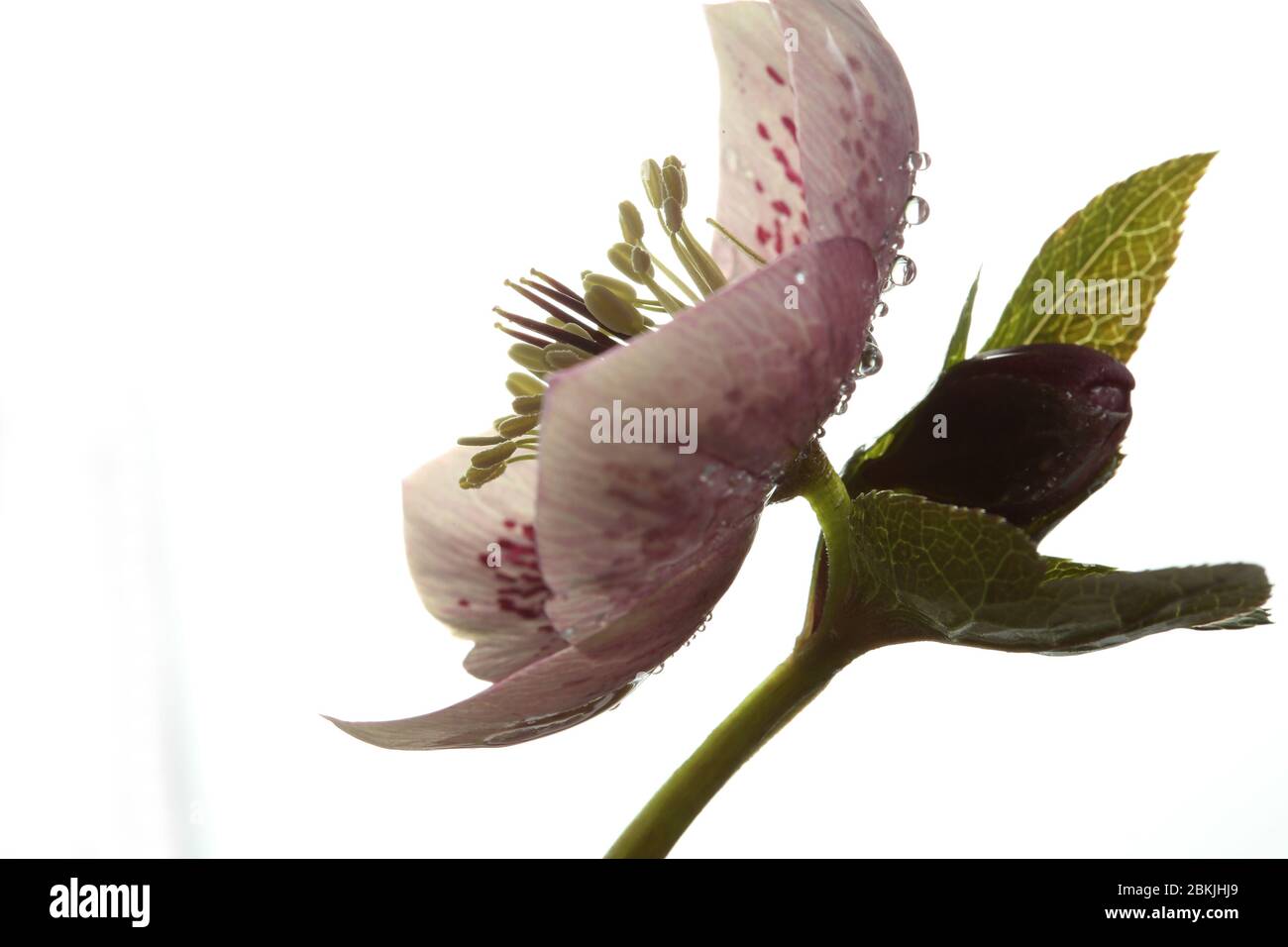 Single Open Hellebore - Christmas Rose - fiore su sfondo bianco puro Foto Stock