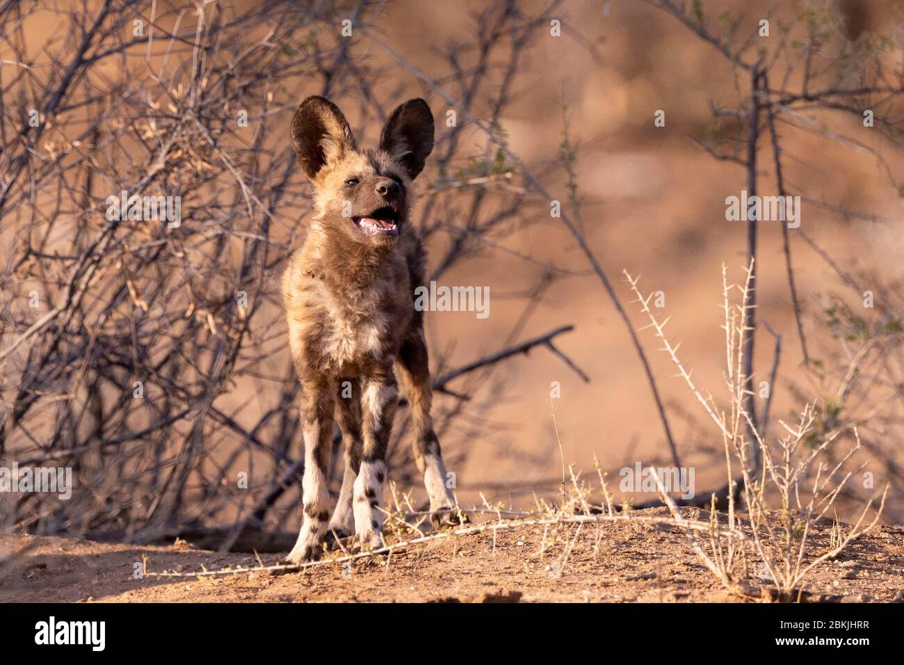 Namibia, Riserva privata, cane selvaggio africano o cane da caccia africano o cane dipinto africano (Lycaon pictus), gruppo di giovani, prigioniero Foto Stock