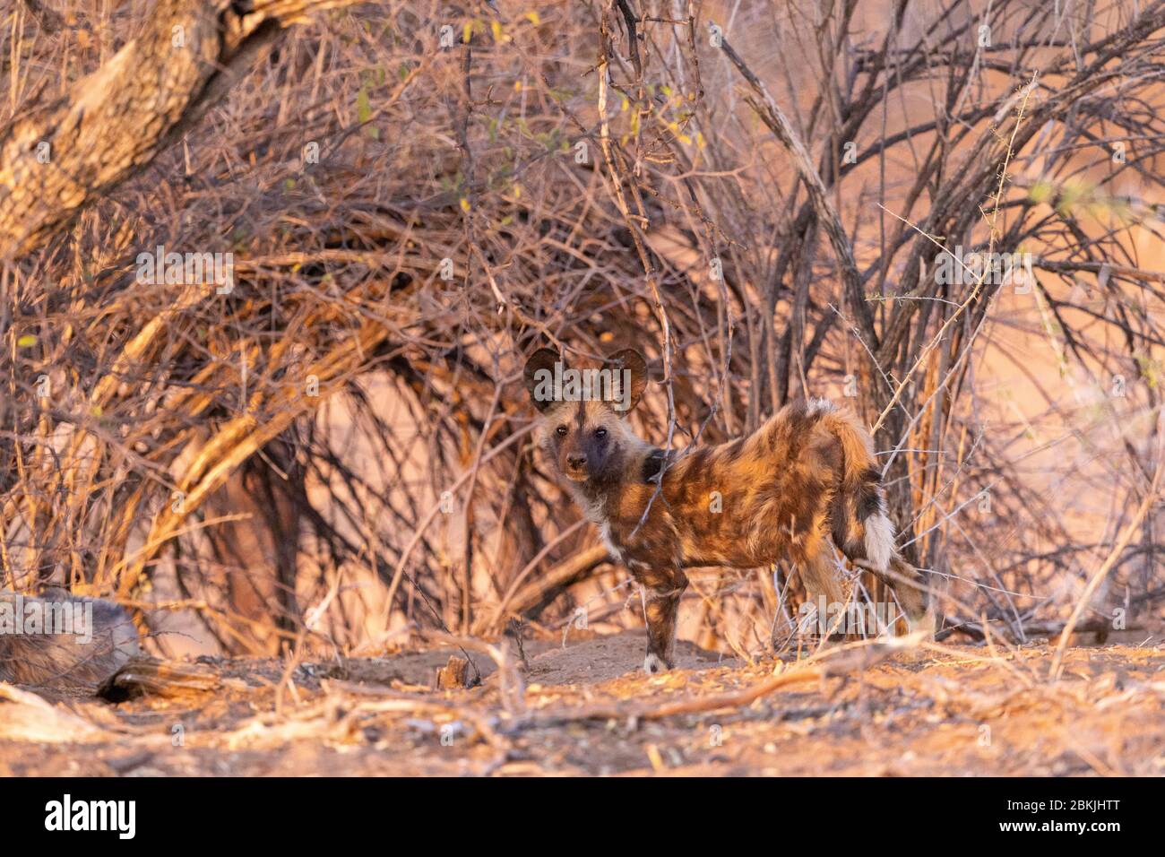 Namibia, Riserva privata, cane selvaggio africano o cane da caccia africano o cane dipinto africano (Lycaon pictus), gruppo di giovani, prigioniero Foto Stock