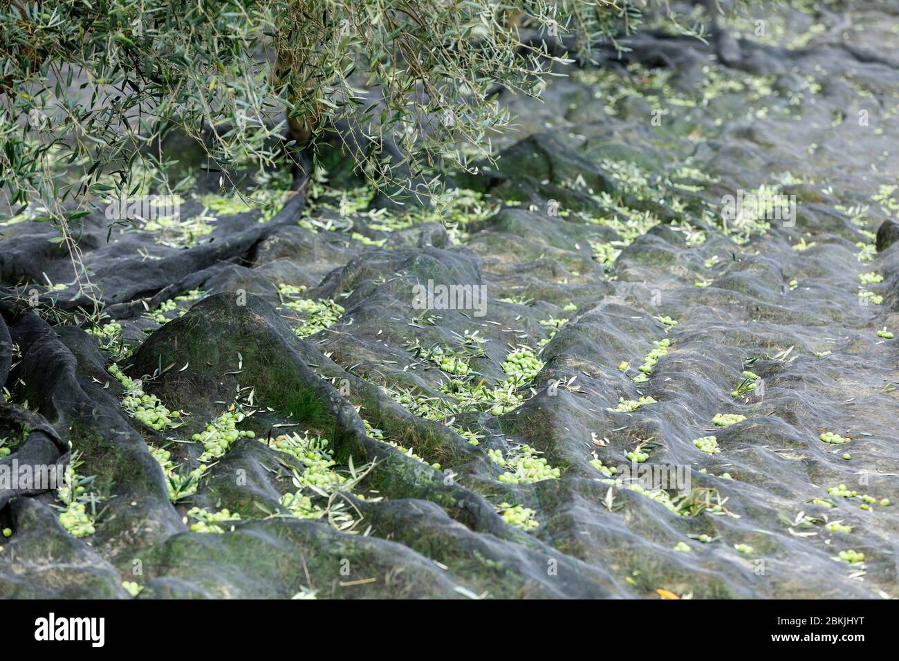 Francia, Vaucluse, Lourmarin, raccolta di olive Foto Stock