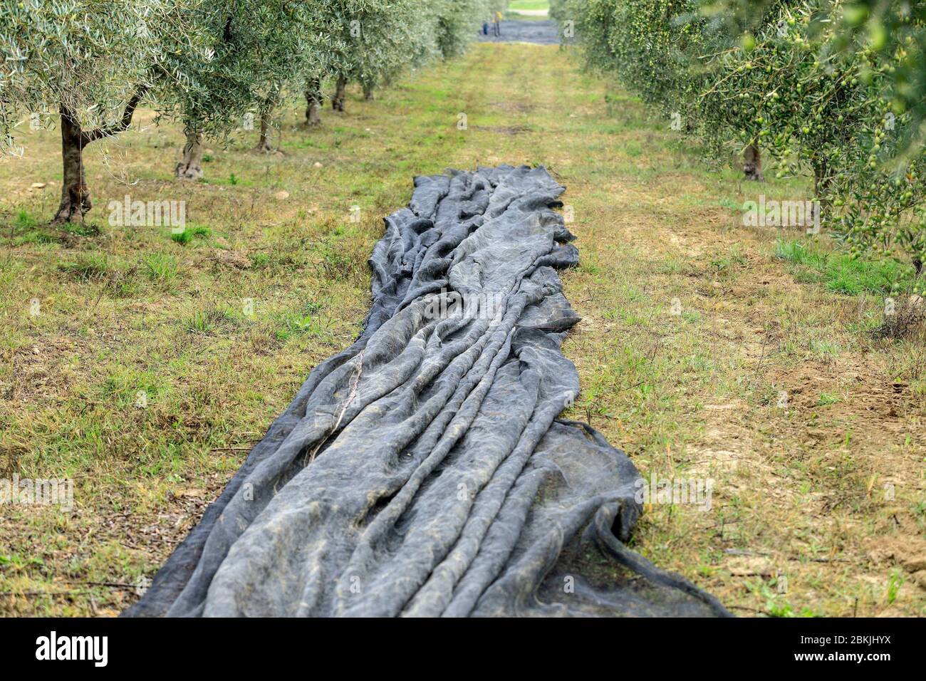 Francia, Vaucluse, Lourmarin, raccolta di olive Foto Stock