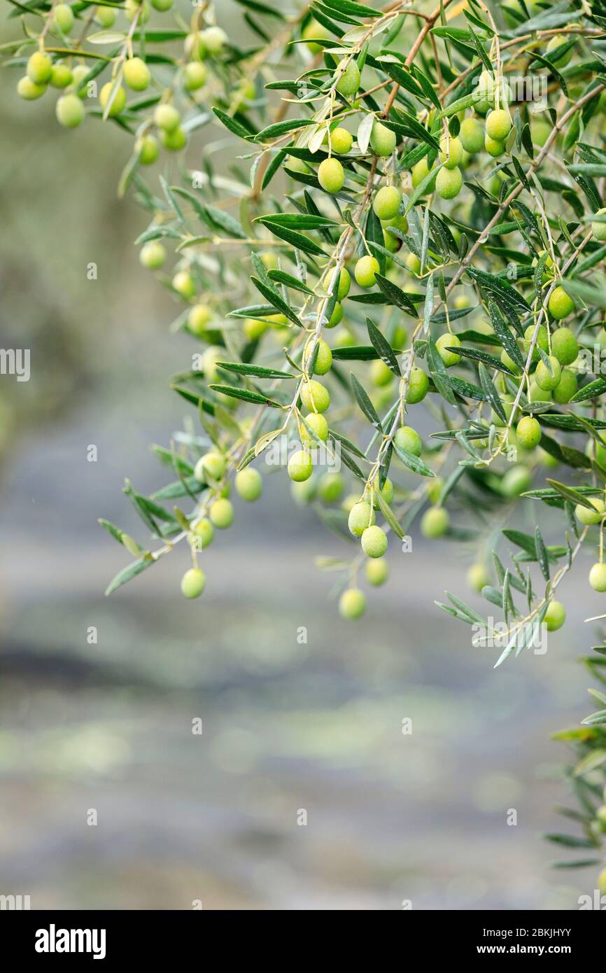 Francia, Vaucluse, Lourmarin, raccolta di olive Foto Stock