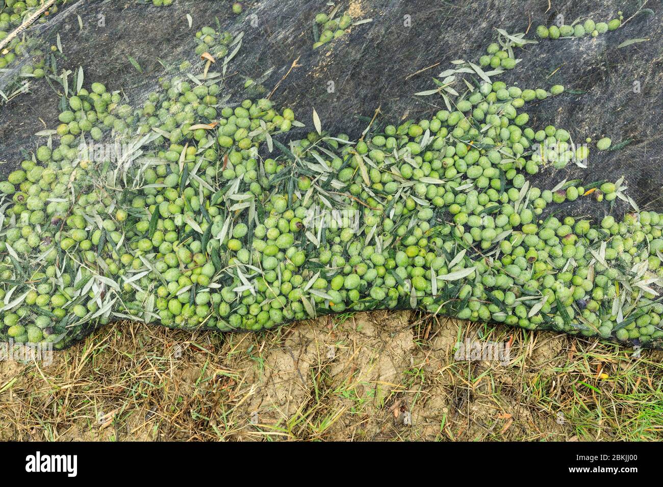 Francia, Vaucluse, Lourmarin, raccolta di olive Foto Stock