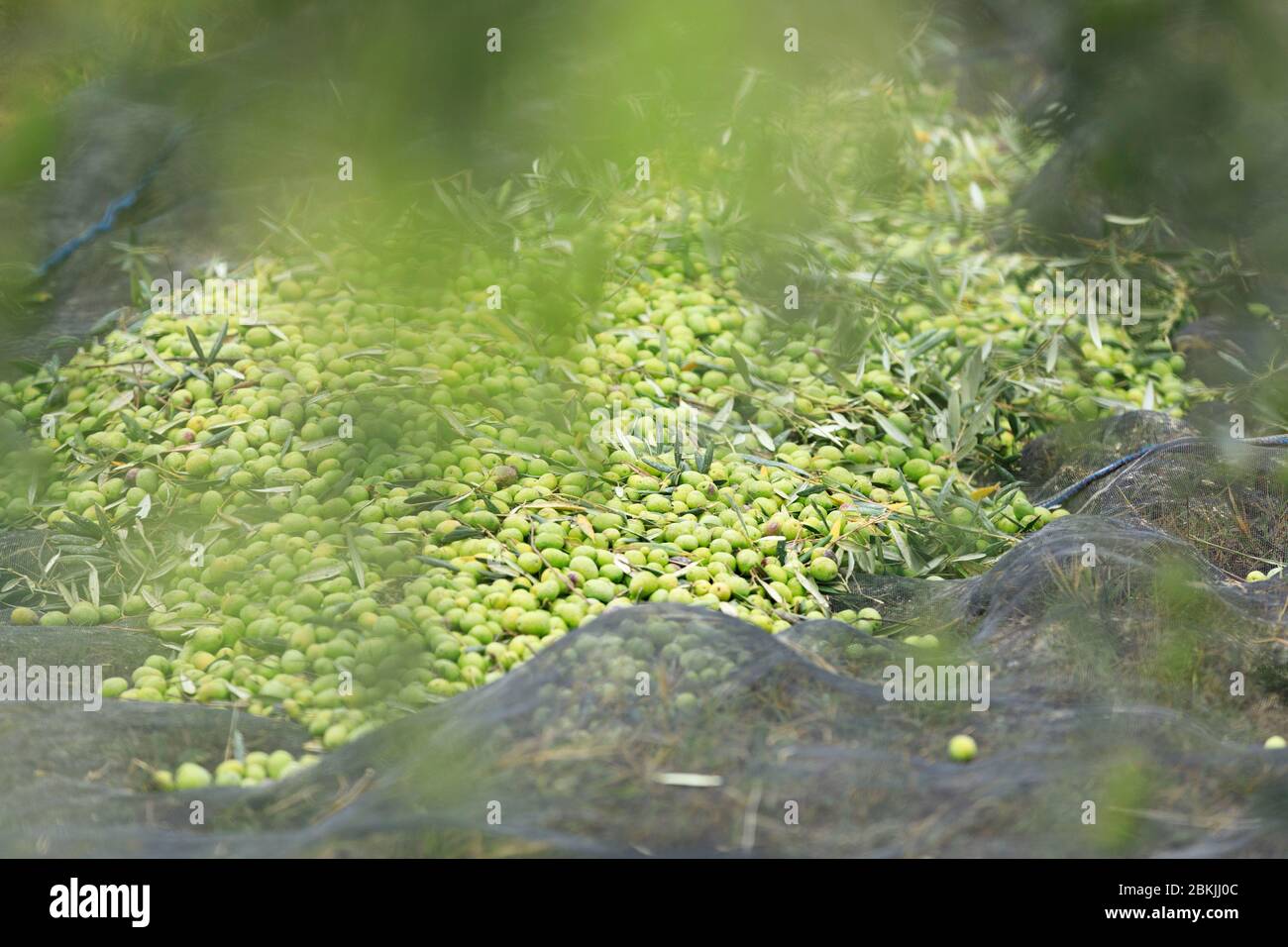 Francia, Vaucluse, Lourmarin, raccolta di olive Foto Stock