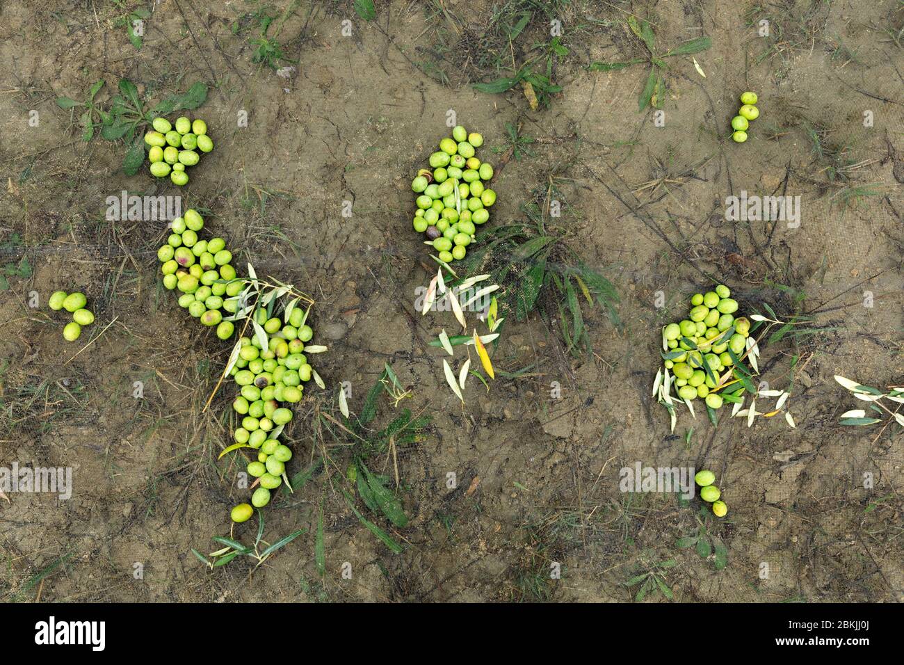 Francia, Vaucluse, Lourmarin, raccolta di olive Foto Stock