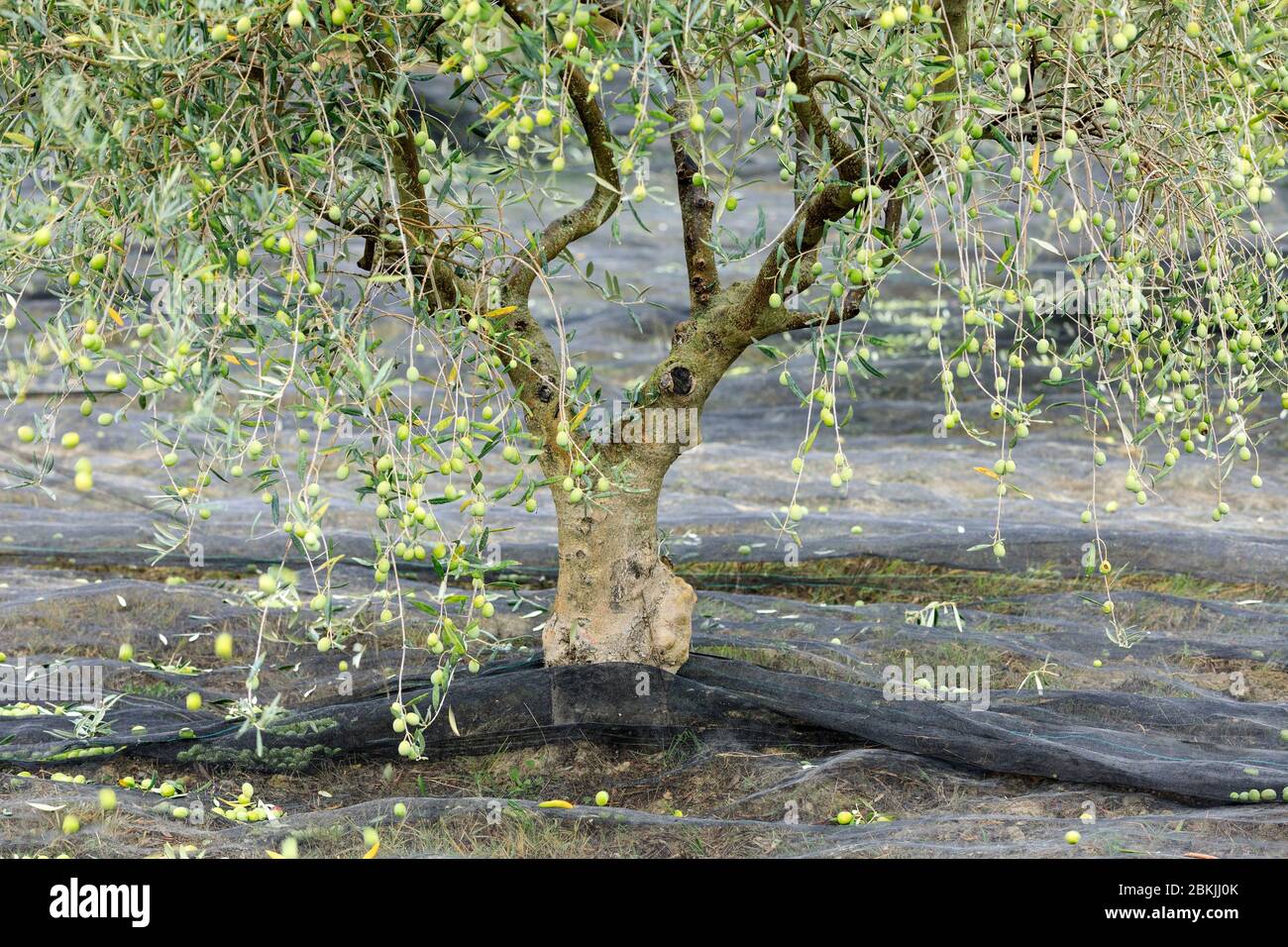 Francia, Vaucluse, Lourmarin, raccolta di olive Foto Stock