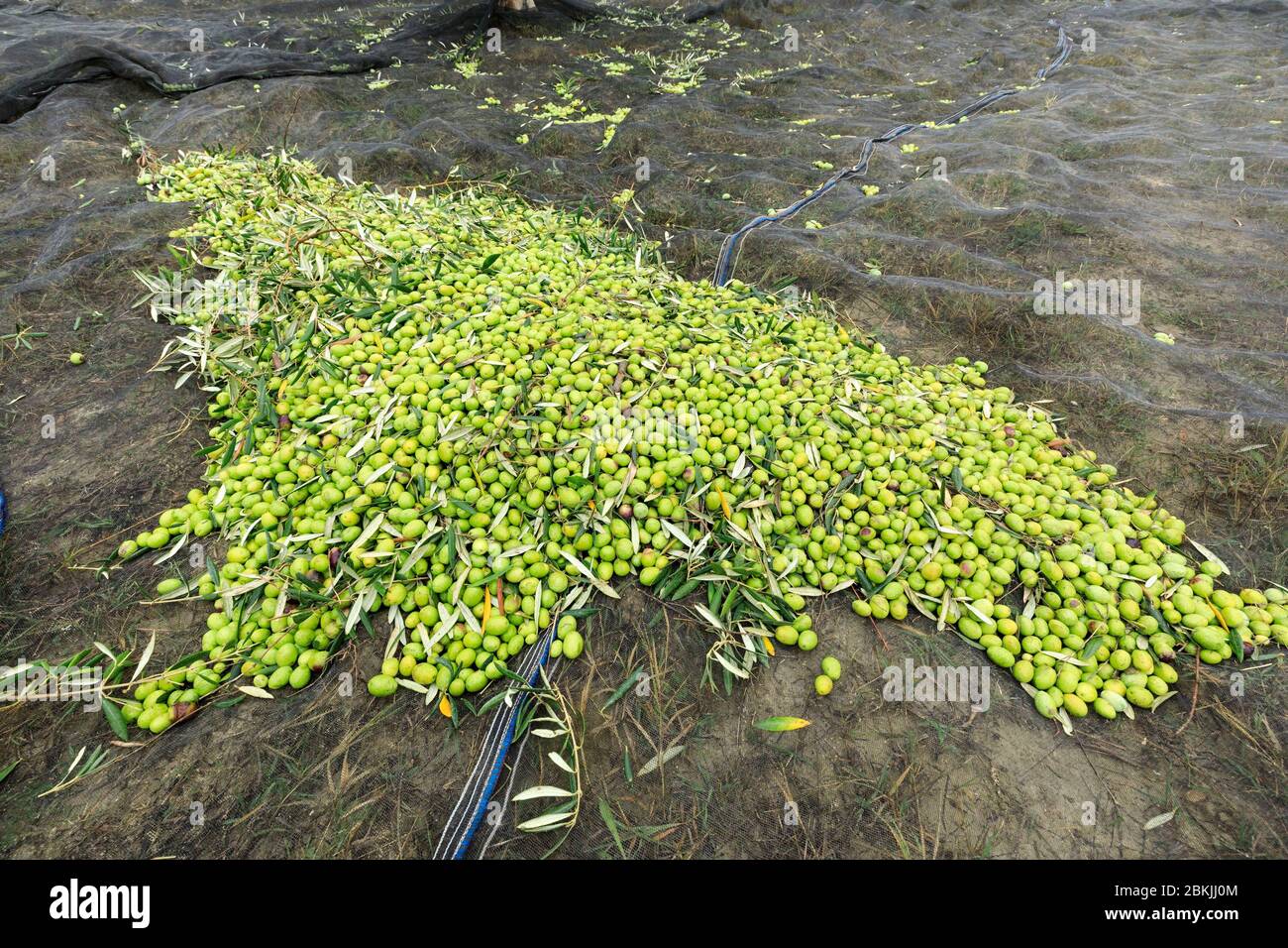 Francia, Vaucluse, Lourmarin, raccolta di olive Foto Stock