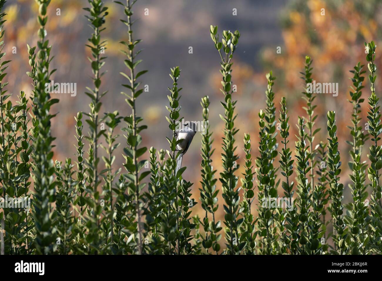 Cina, Henan ptovinal, Sanmenxia, Magpie con alga azzurra (Cyanopica cyanus) Foto Stock