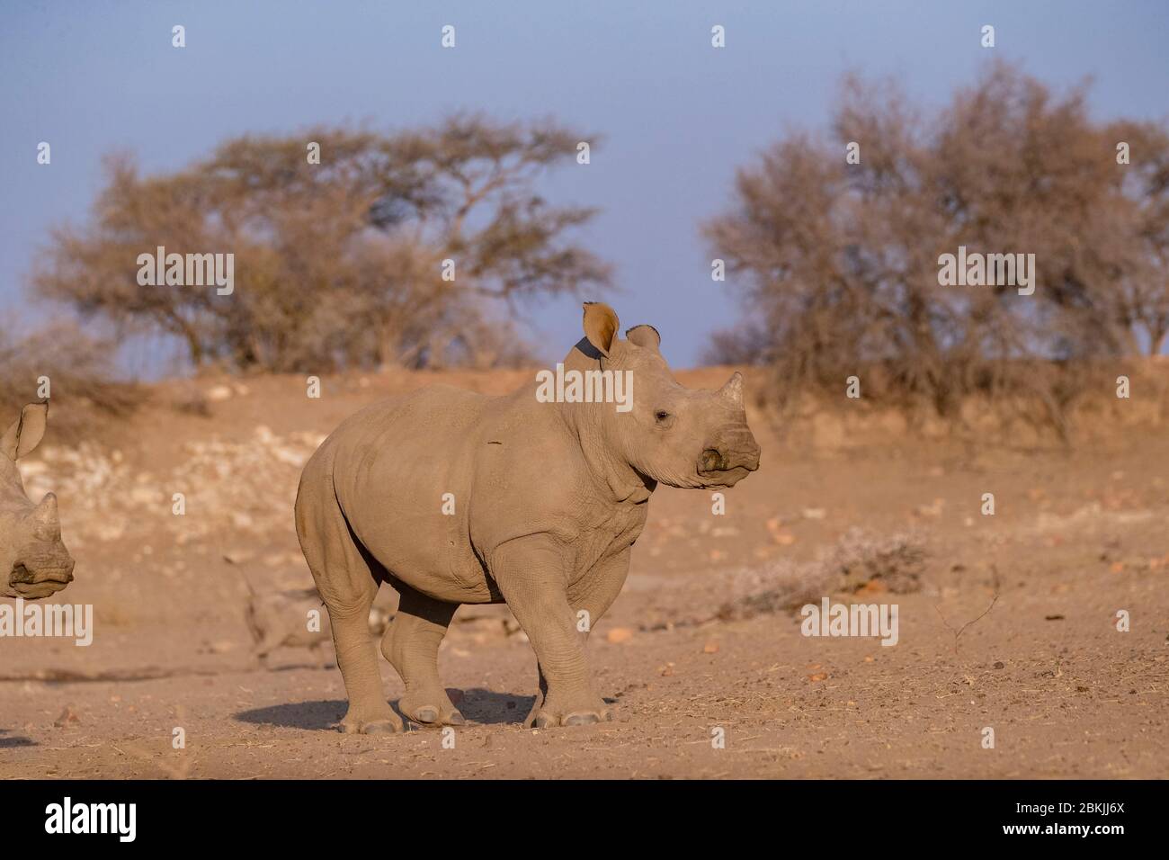 Namibia, Riserva privata, rinoceronte bianco o rinoceronte a forma di quadrato (Ceratotherium simum), giovane, prigioniero Foto Stock