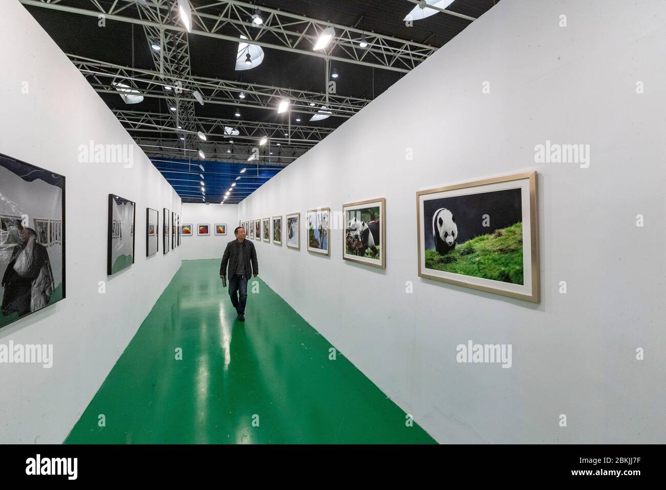 Cina, Henan ptevince, Sanmenxia, Sanmenxia, Festival fotografico degli animali a Sanmenxia Foto Stock