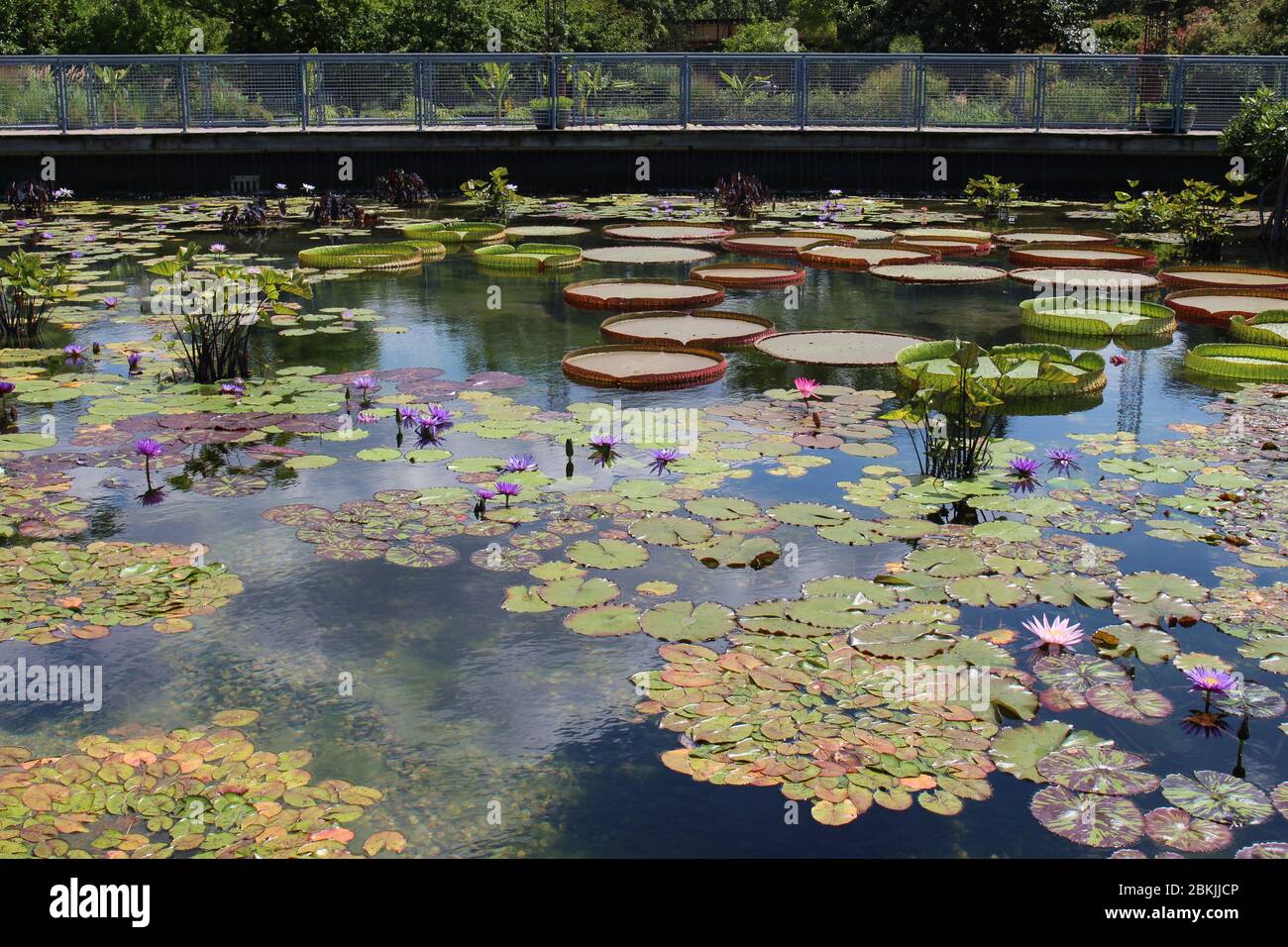 Un grande stagno riempito con viola profondo, viola chiaro e rosa acqua giglio fiori, giglio pastiglie, e varie piante d'acqua in estate Foto Stock