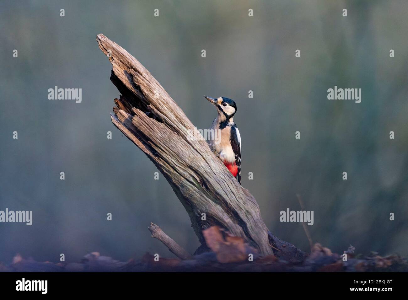 Francia, Sarthe , Rouesse Vasse, boschetto, Grande Picchio, femmina adulta (Dendrocopos maggiore), nutrirsi di un ramo morto Foto Stock
