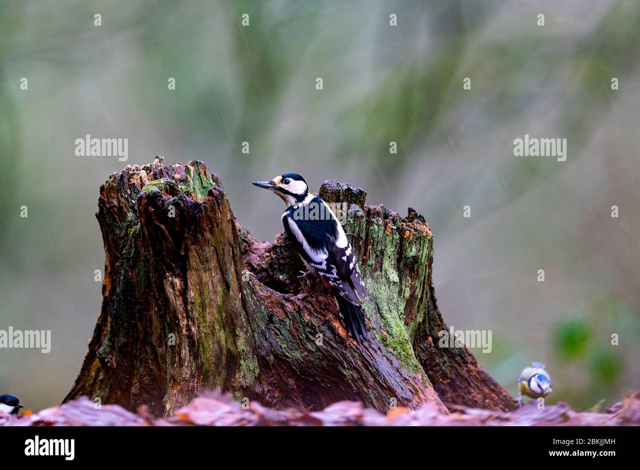 Francia, Sarthe , Rouesse Vasse, boschetto, Grande Picchio, femmina adulta (Dendrocopos maggiore), nutrirsi su un ceppo Foto Stock