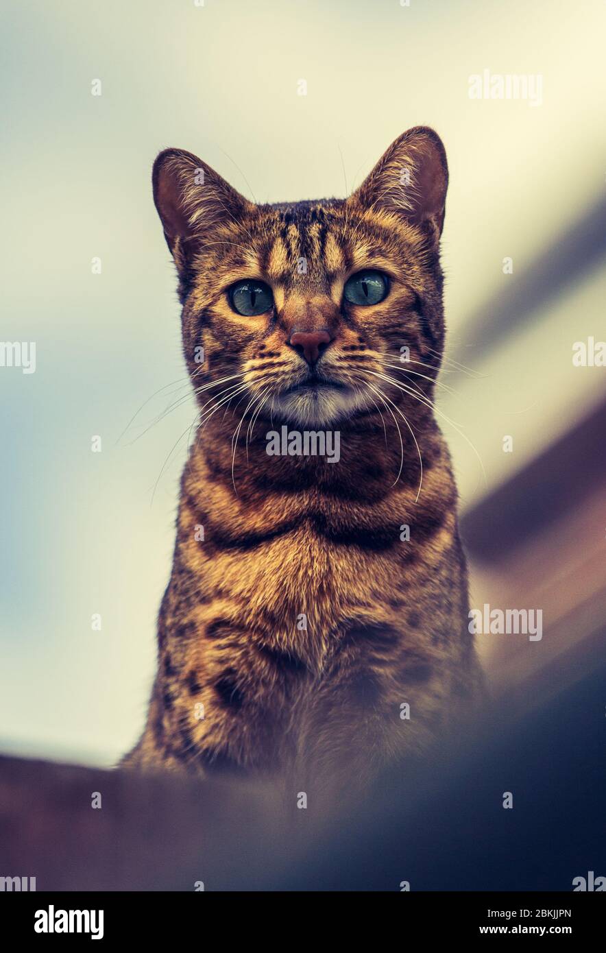 Una vista a basso angolo di un bellissimo gatto bengala pedigree che guarda la macchina fotografica mentre guarda aloof e haughty su un tetto Foto Stock