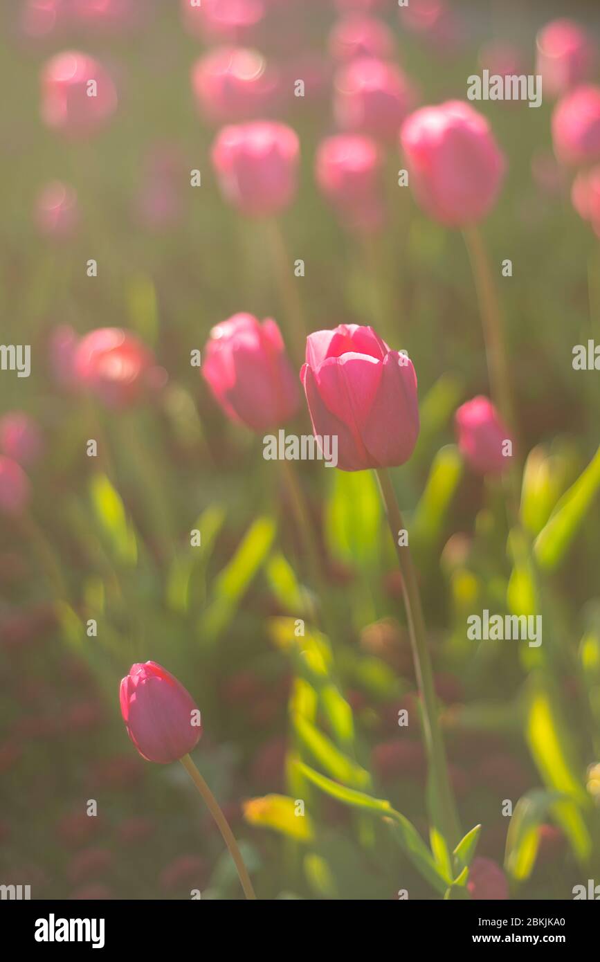 Vivaci tulipani rosa al tramonto in un parco a Glasgow Scozia Foto Stock
