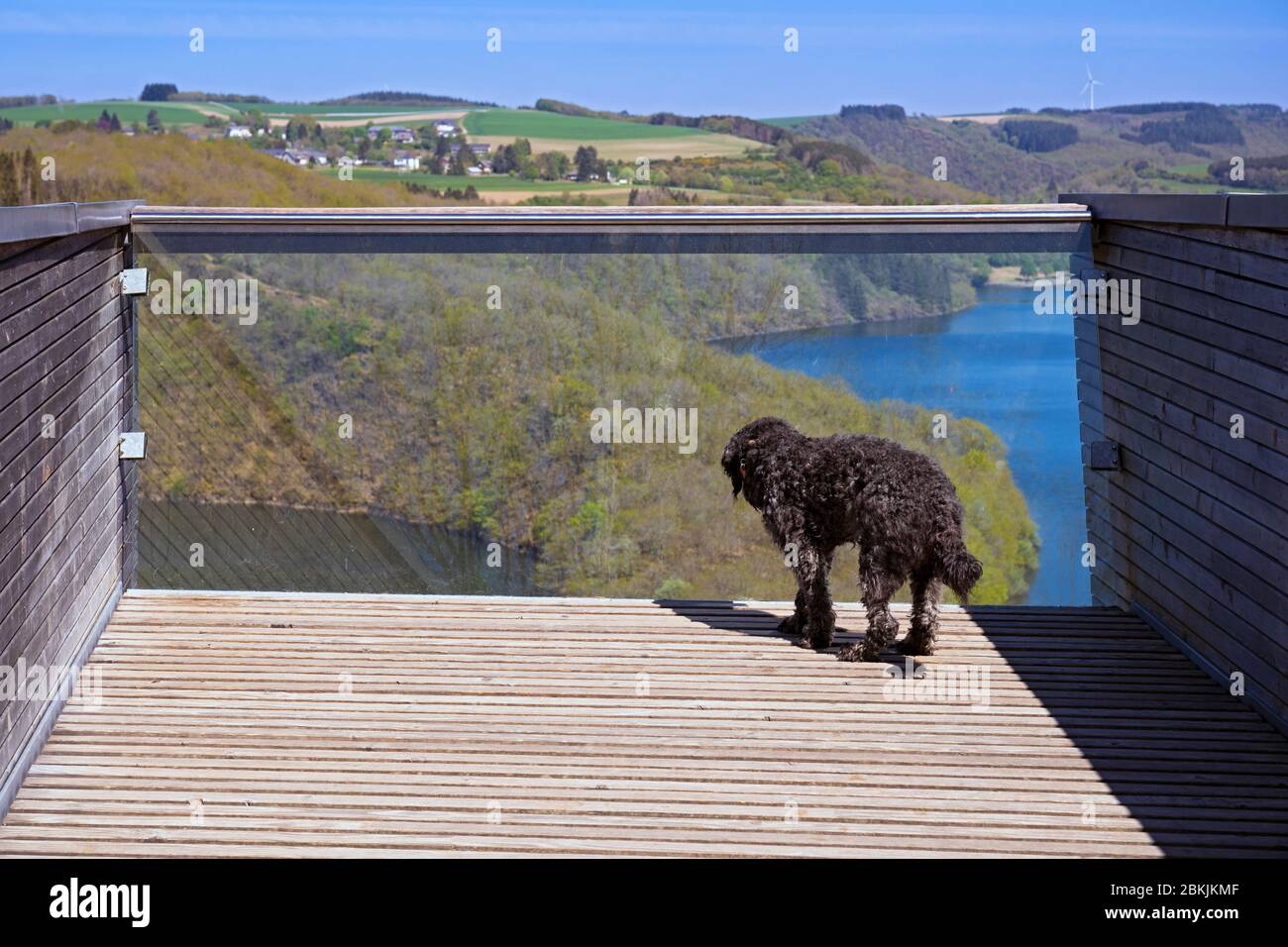 Europa, Lussemburgo, Insenborn, cane d'acqua portoghese godendo della vista del Lac Sûre dalla piattaforma di osservazione Belvédère Foto Stock