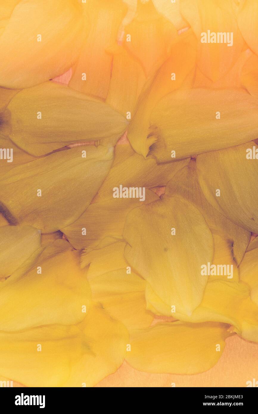 narcisi asciutti su un tavolo su sfondo scuro Foto Stock