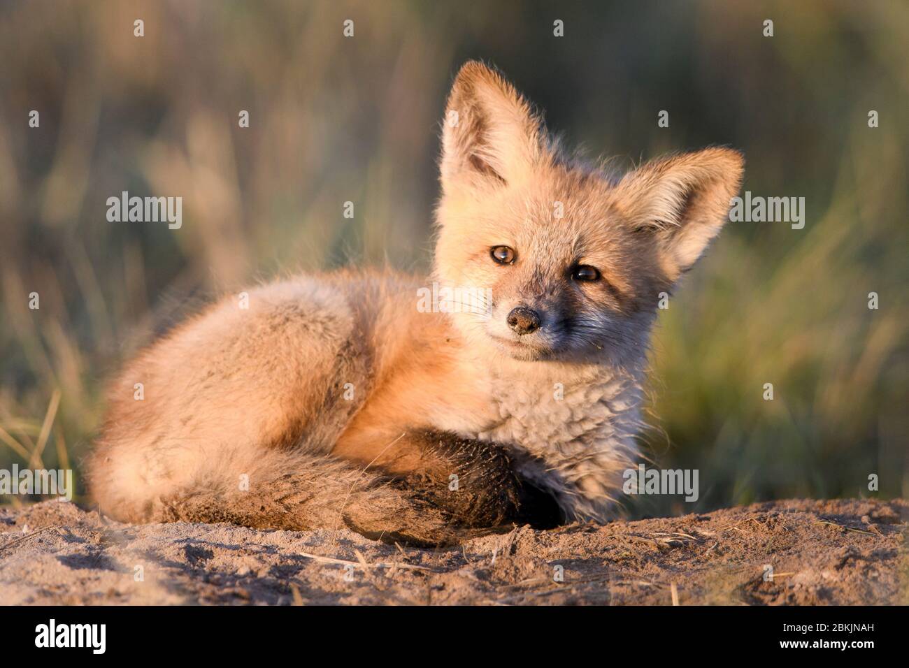 Una divisa arricciata di Red Fox (Vulpes vulpes), Montana USA Foto Stock
