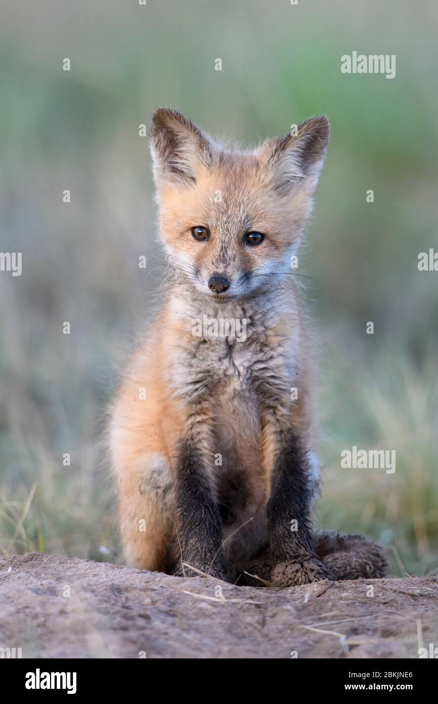 Kit Red Fox (Vulpes vulpes), Montana USA Foto Stock