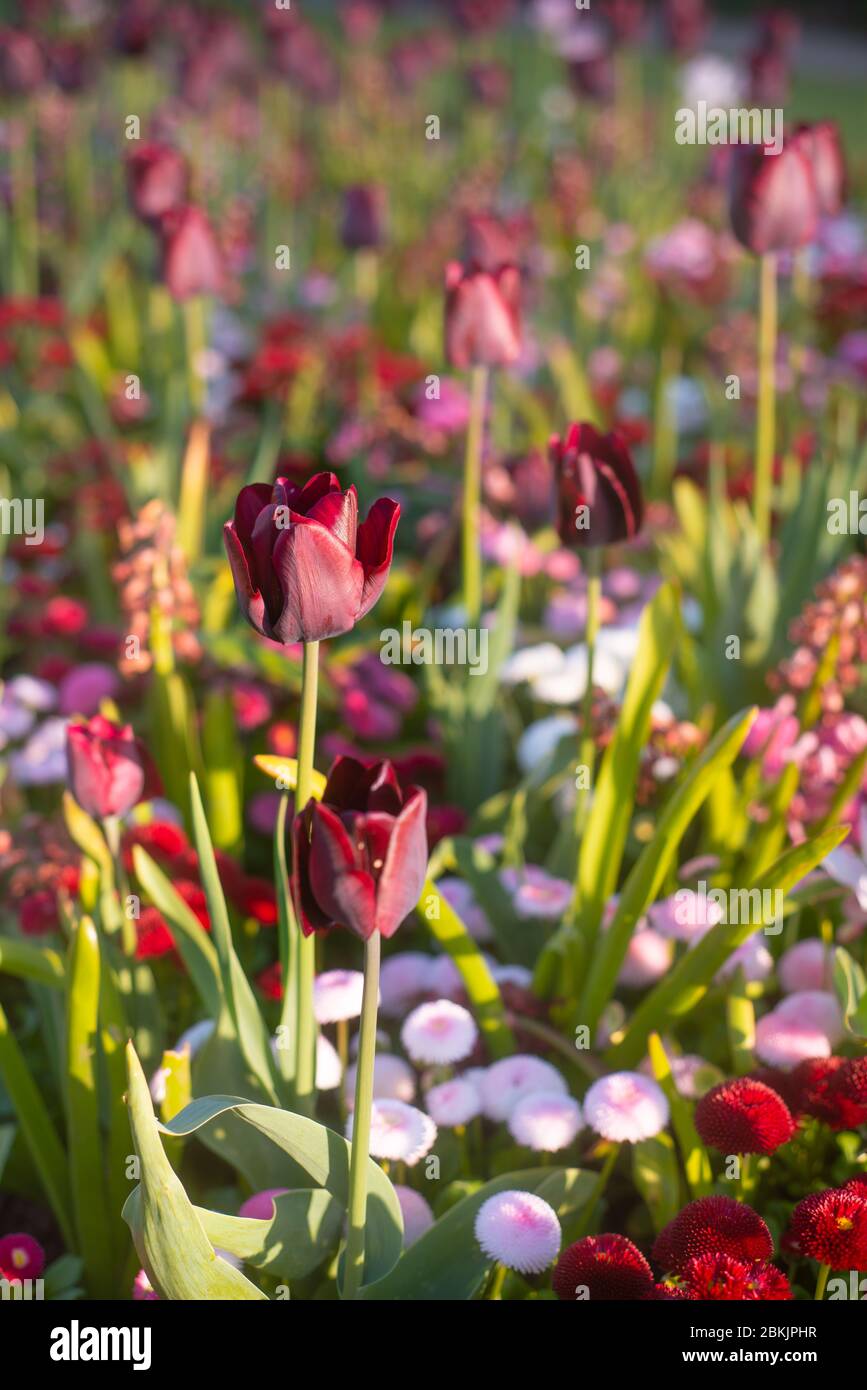 Tulipani animati e soleggiato in un giardino formale in Scozia Foto Stock