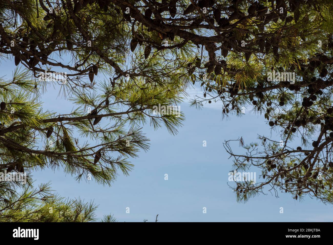 Un bel cielo azzurro circondato da pini, pini e verde in una giornata di sole in estate in Dalmazia, Croazia. Natura mediterranea nea Foto Stock