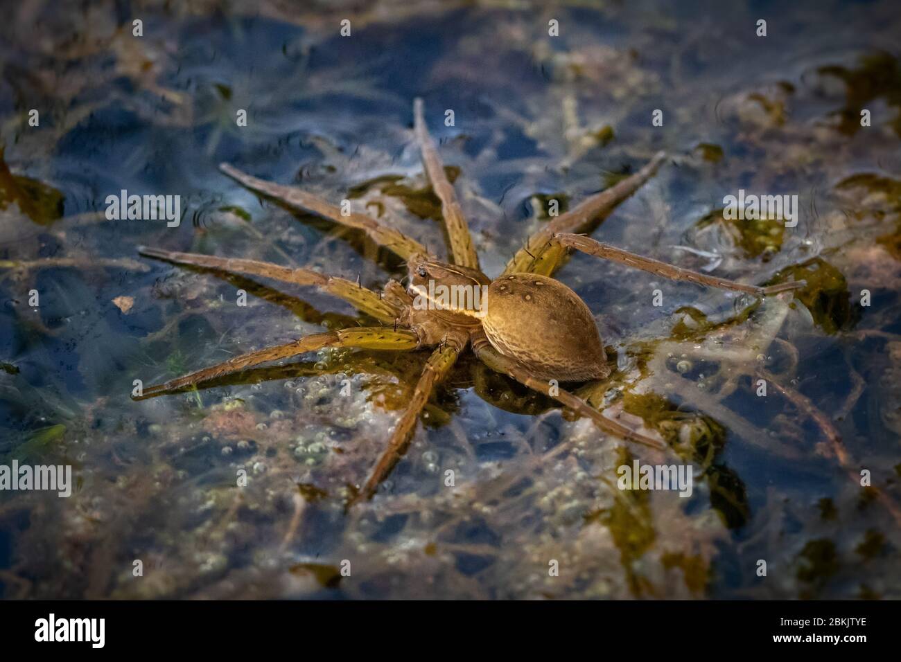 Un grande ragno d'acqua attende un pasto per venire il suo senso su un angolo coperto della pianta di un lago della Pennsylvania Foto Stock