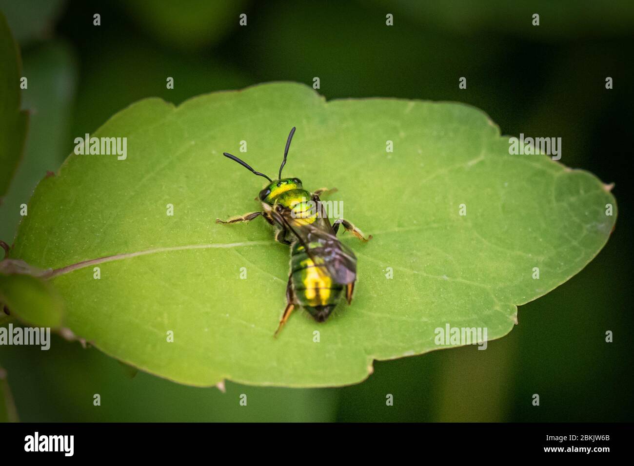 Un'ape verde brillante su una foglia contro uno sfondo verde sfocato Foto Stock