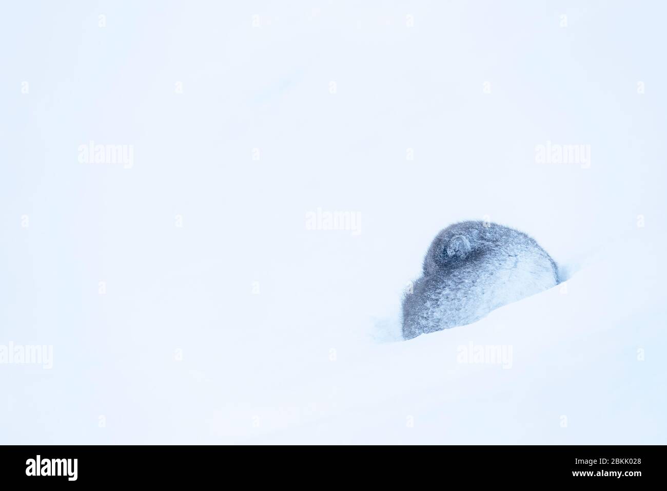 Volpe artiche (lagopus di Vulpes) che dorme in una tempesta di neve Foto Stock