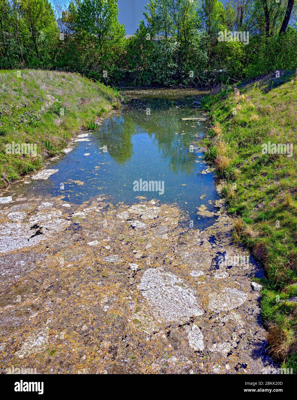 Corso d'acqua in una foresta ripariale parzialmente coperta da semi d'albero in primavera, Austria Foto Stock