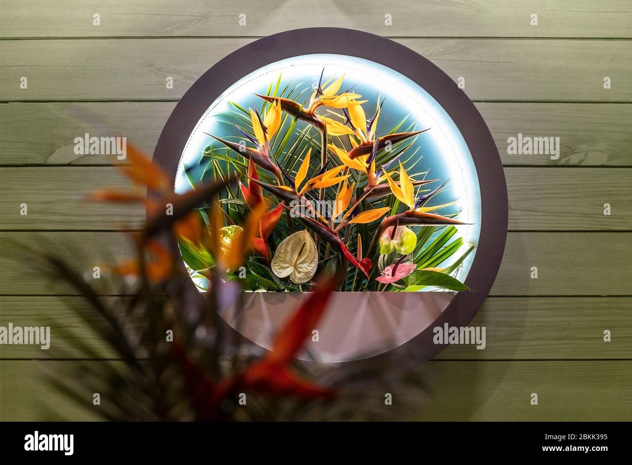 Un arancio e giallo brillante Strelitzia Reginae, fiore di uccello e piante in un cerchio rotondo con luci. Una tendenza nella decorazione domestica, pianta e gr Foto Stock