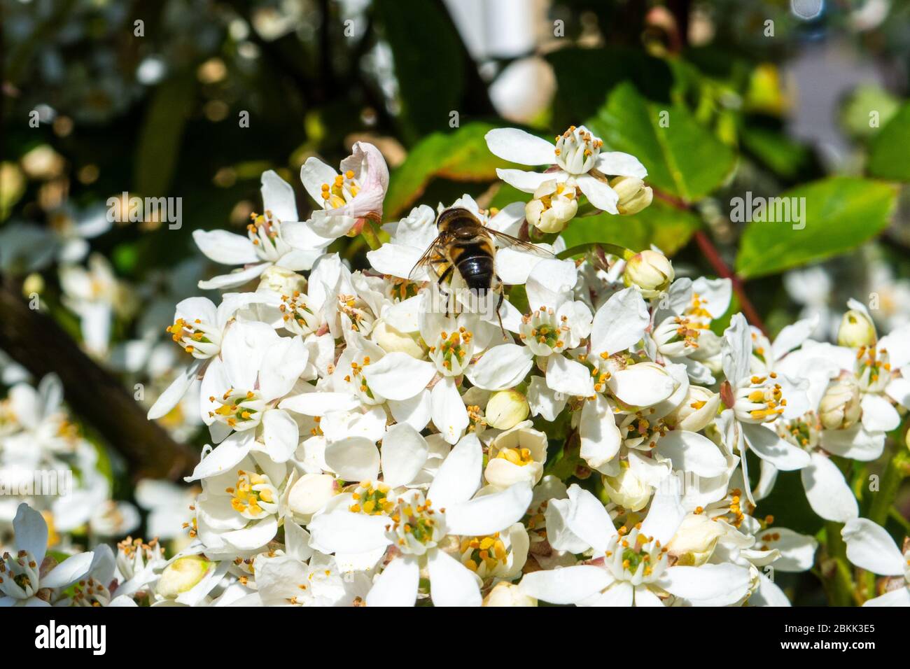 Un comune drone volare eristalis tenax alimentazione dai fiori di un messicano aranciata cespuglio choisya tenata Foto Stock