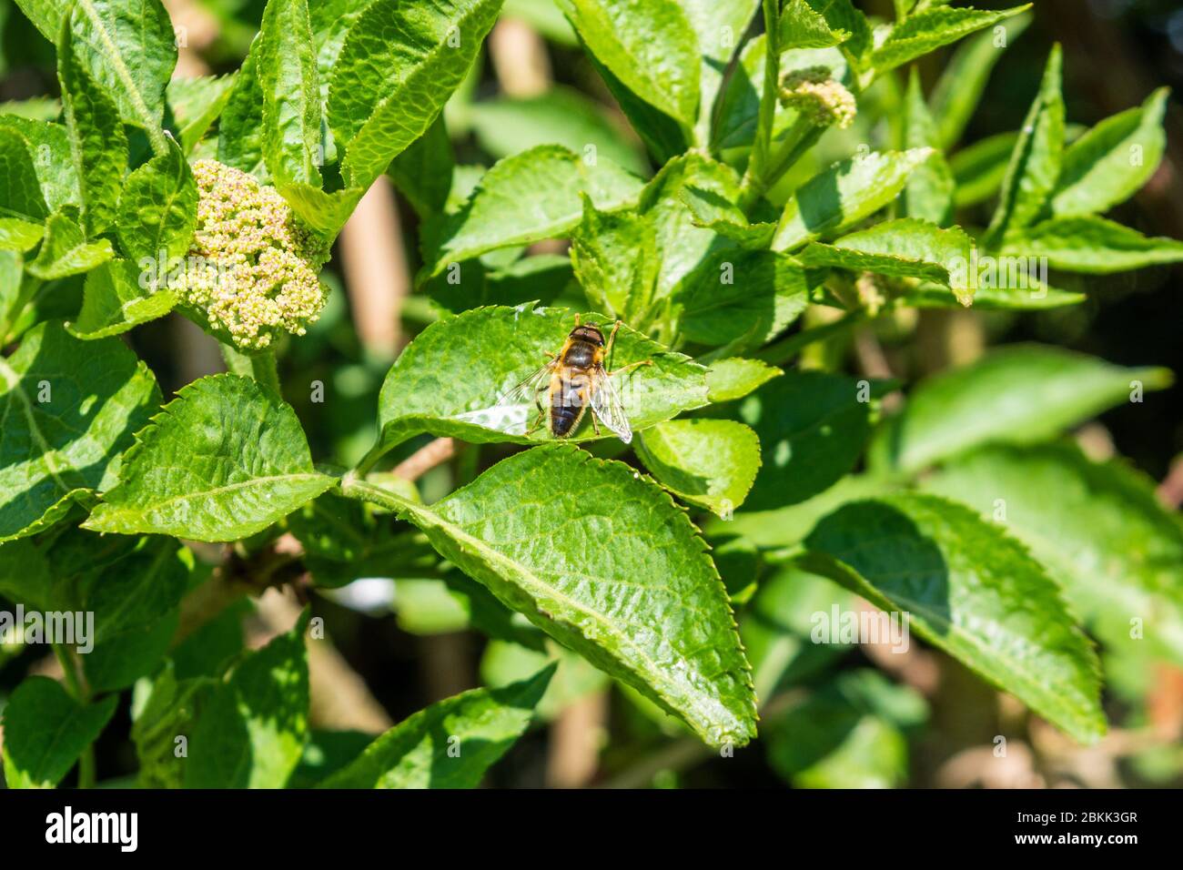 Un comune drone volare eristalis tenax arroccato poggiato sulla foglia di un sambuco sambuco cespuglio in sping sole Foto Stock