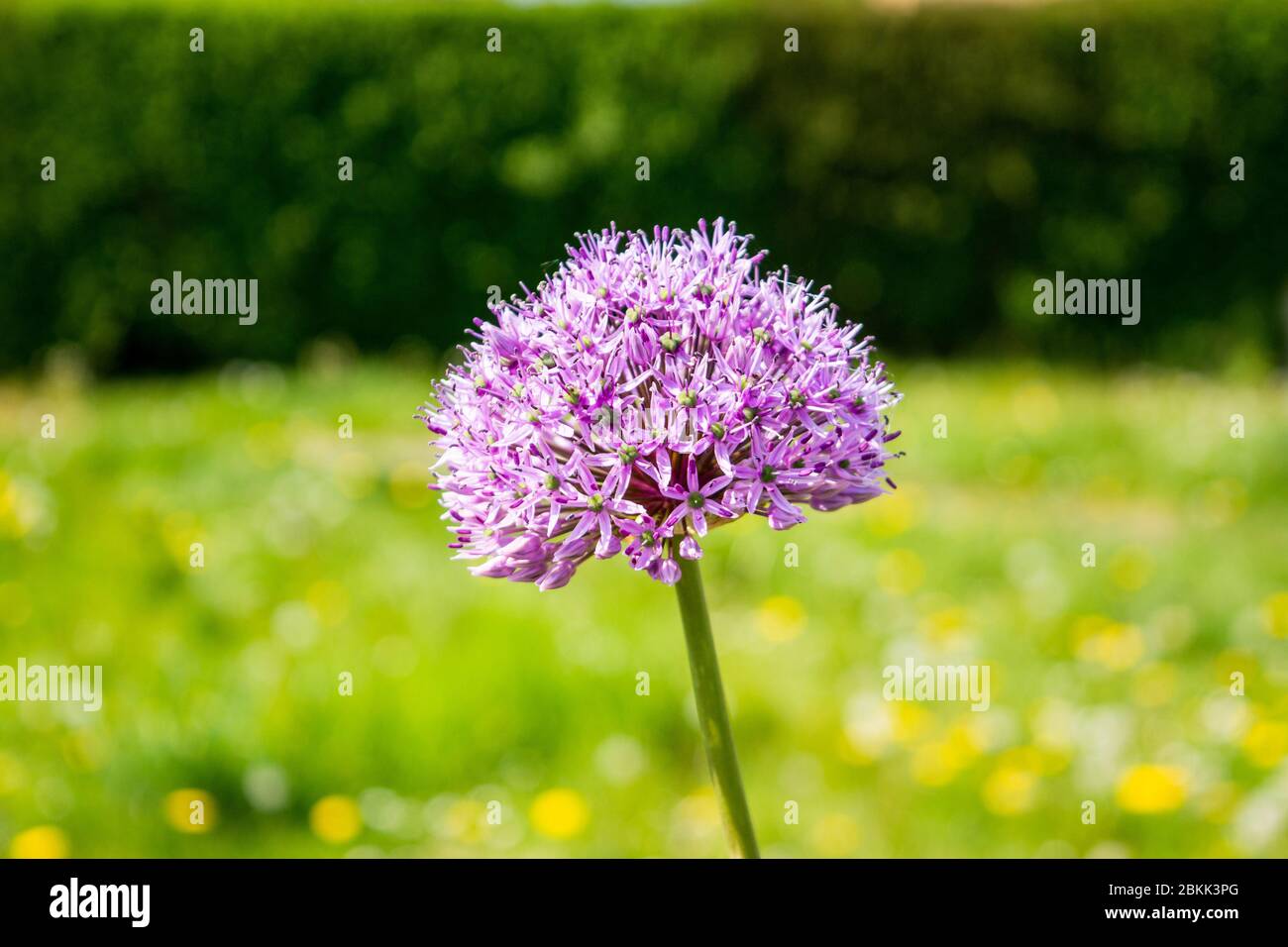 I fiori porpora rosa sulla testa di una gigantesca pianta Allium giganteum cipolla su uno sfondo sfocato Foto Stock