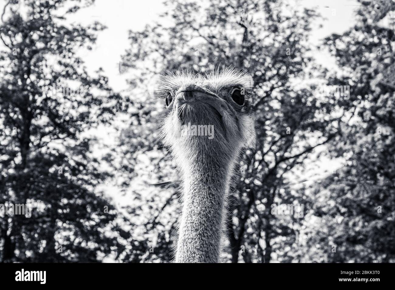 Vista in bianco e nero di un ostrich Foto Stock