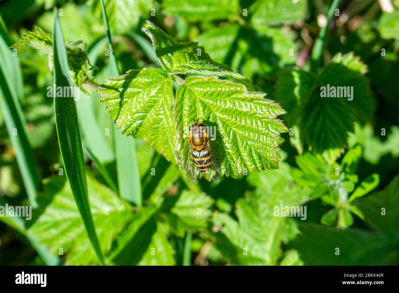 Una mosca a fasce Syrphus sp. Riposata su una foglia al sole di primavera Foto Stock