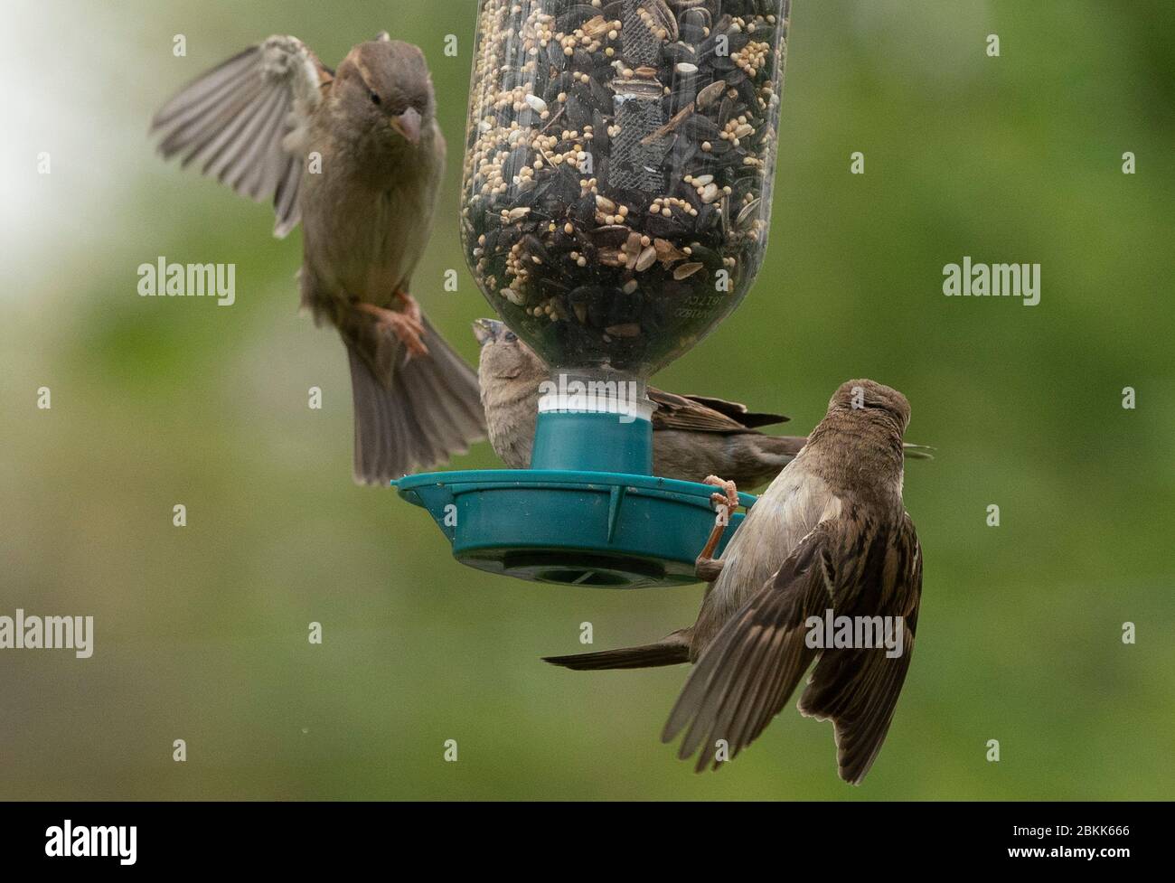 Sparrows provano a atterrare alla piattaforma piccola di un alimentatore Foto Stock
