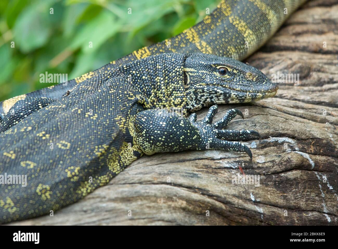 Nile Monitor Lizards riposati e riscaldati su un pezzo di tronco Foto Stock