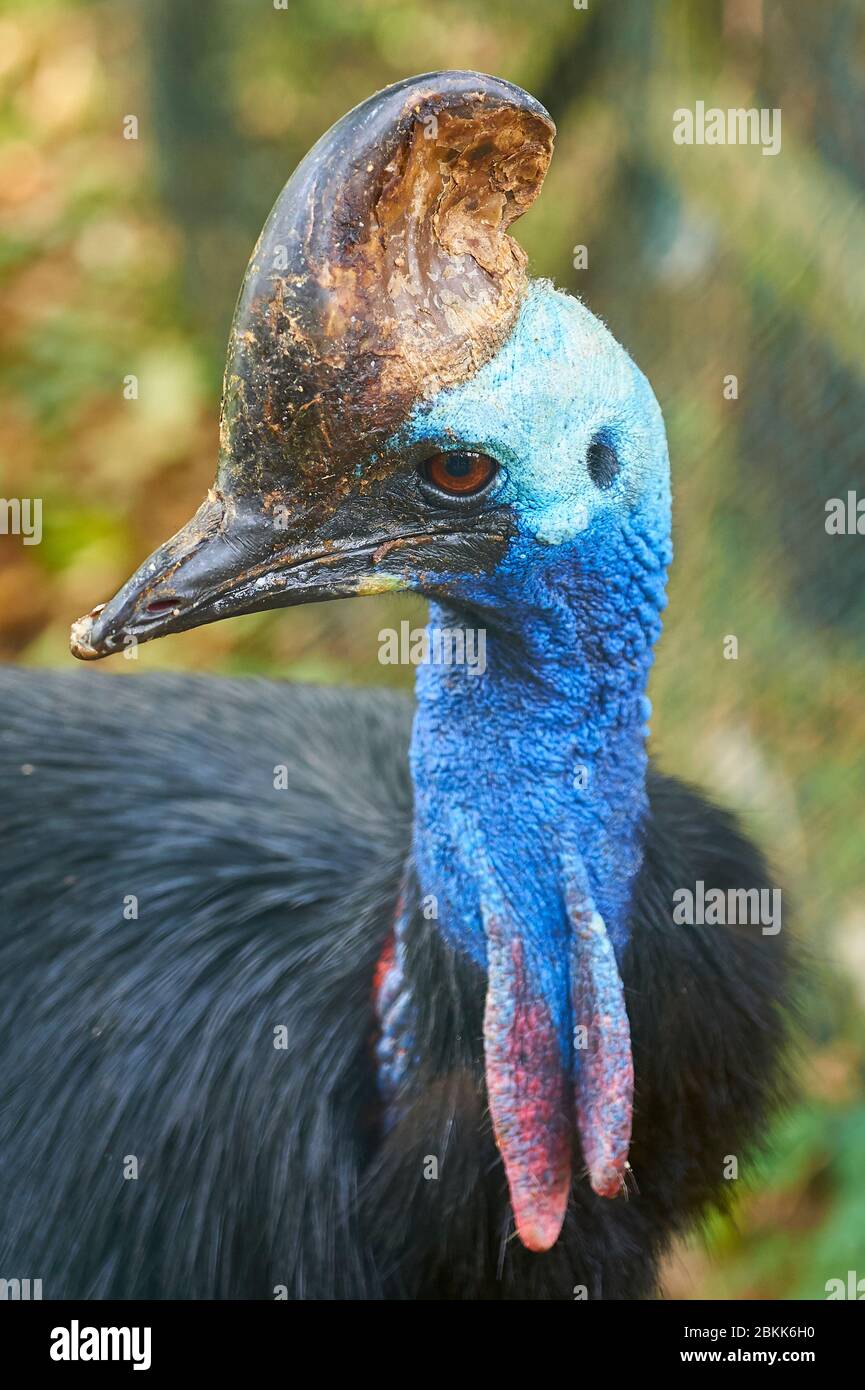 Ritratto di un uccello Cassowary, considerato il più pericoloso Foto Stock