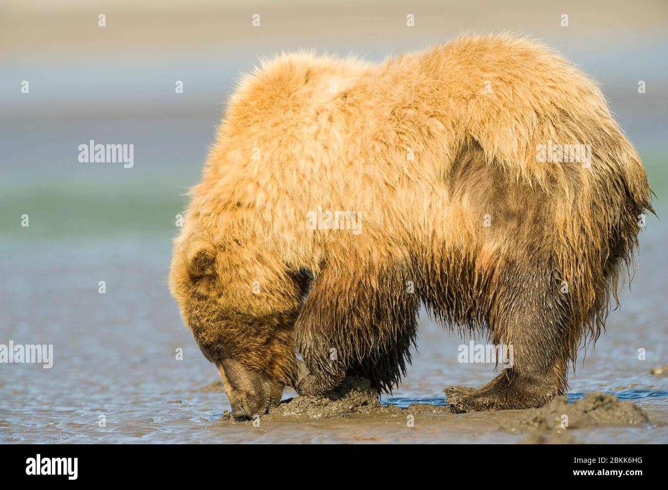 Orso marrone costiero, Grizzly (Ursus arctos), Parco Nazionale e Riserva del Lago Clark, Alaska, Stati Uniti, di Dominique Braud/Dembinsky Photo Assoc Foto Stock